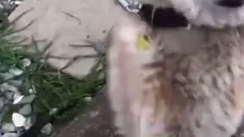 Like for more - Memes For You #Shorts