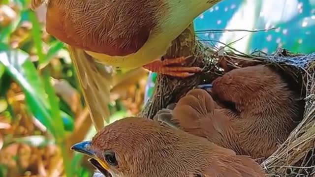 Do the birds live together after they leave the nest?#nature #outdoors #bird #beauty #foryou #shorts