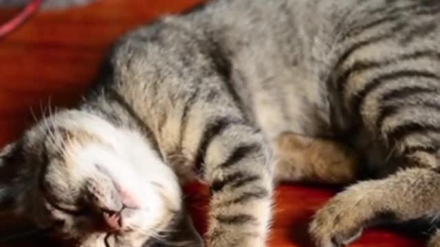 Cat Relaxing video cute cat slaping video