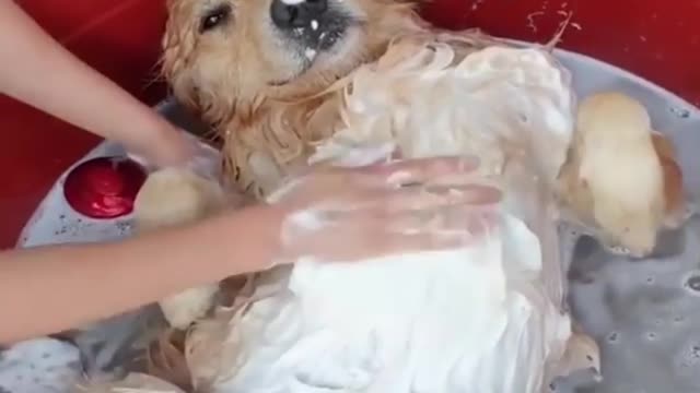 Giving a comfy bath to a dog