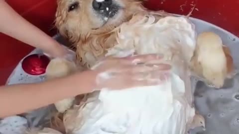 Giving a comfy bath to a dog