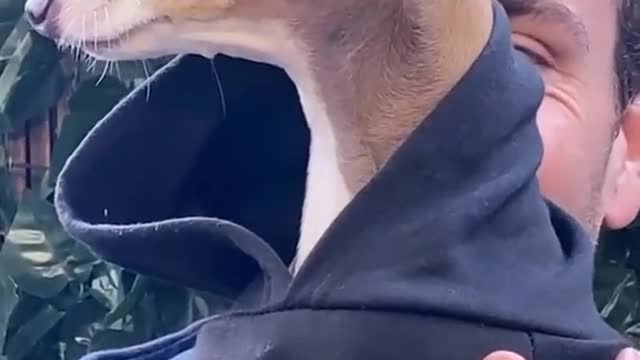 The dog is dressed