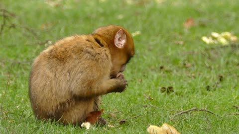 macaquinho feliz