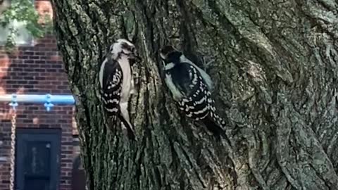 Birds Lovers in Parish But not in Parish