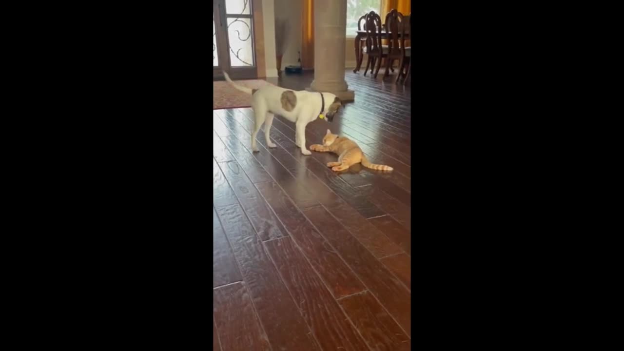 Puppy and kitten have been best friends since birth