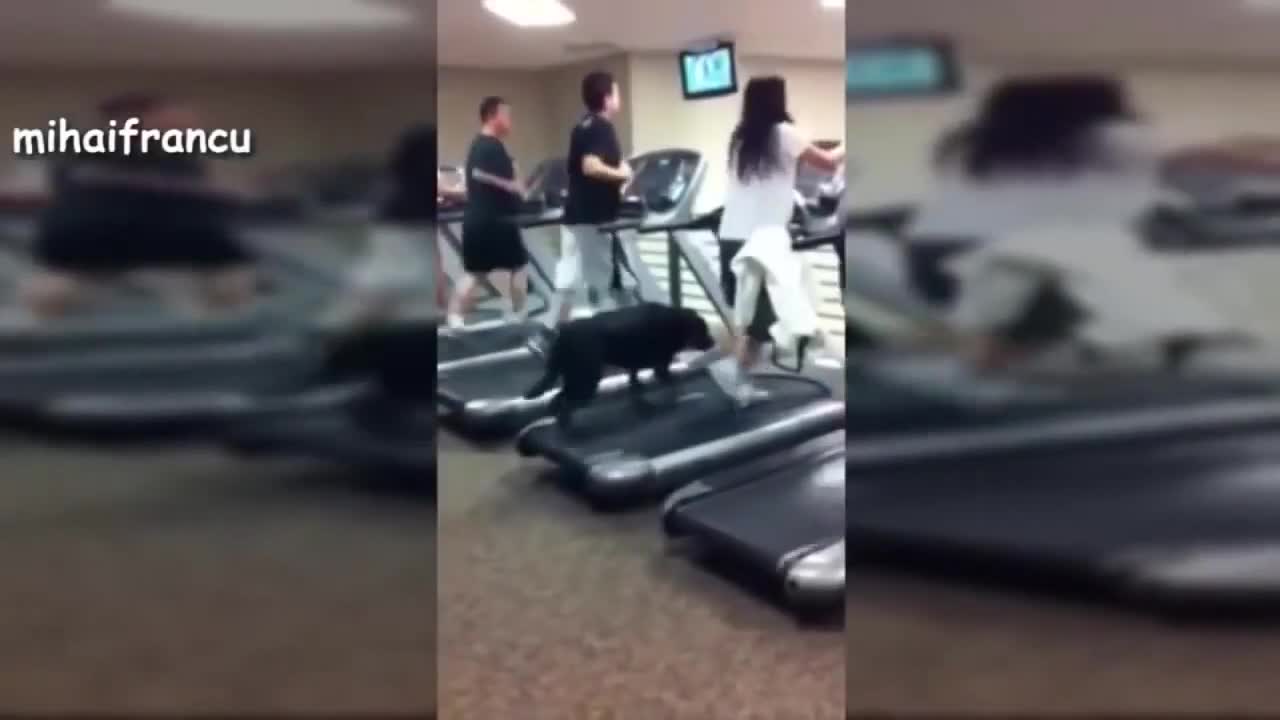 Amazing Dog Help the Owner Workout So FUNNY! 2022