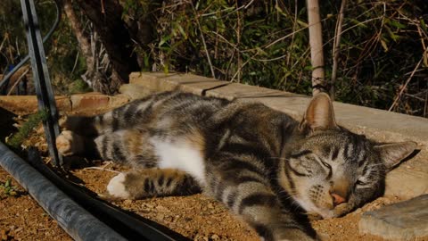 kitten catching wind