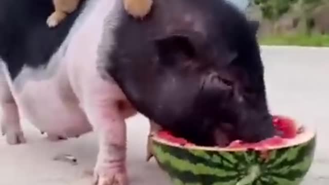 Dog riding on pig very funny moment must watch, can't stop laughing, very funny dog, funny pets.