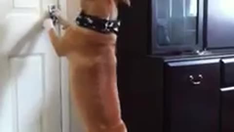 Clever dog opens door