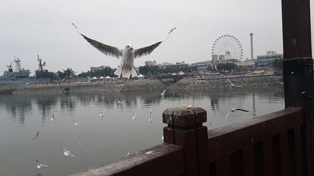 Seagulls flight
