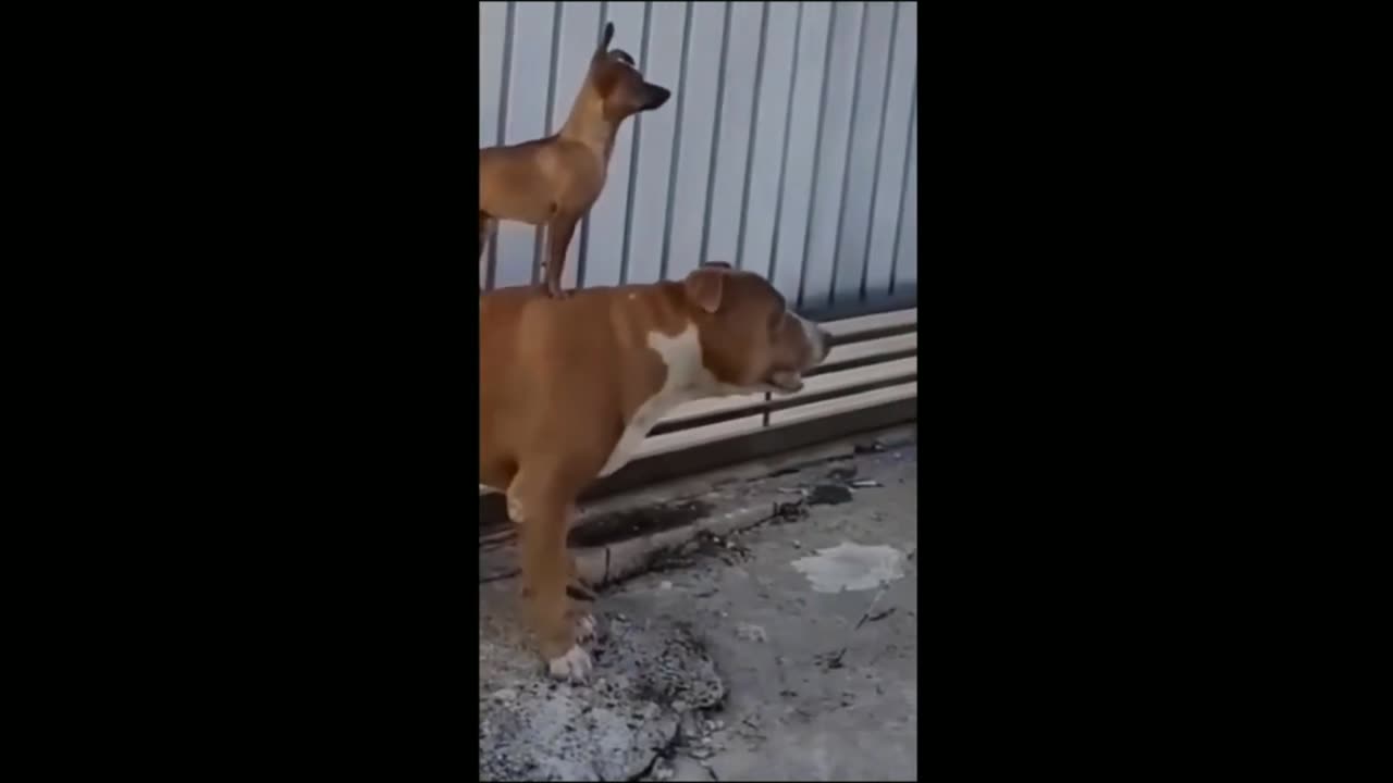 Funny dog video