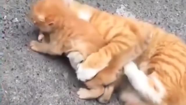 cat protecting its babies