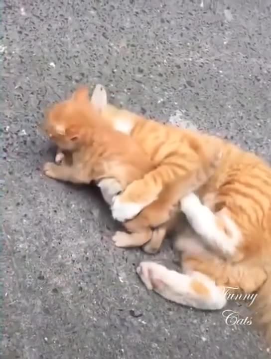 cat protecting its babies