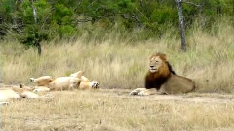 Lion rest time