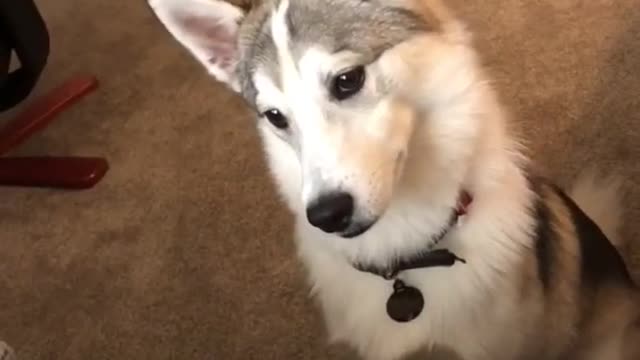 MUST TRY WITH YOUR DOG! Puppy reacts to sounds Dogs React too. (As Seen On TikTok) ORIGINAL VIDEO