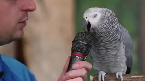 Parrot Singing a song//parrot Singing very beautiful song//parrot training academy