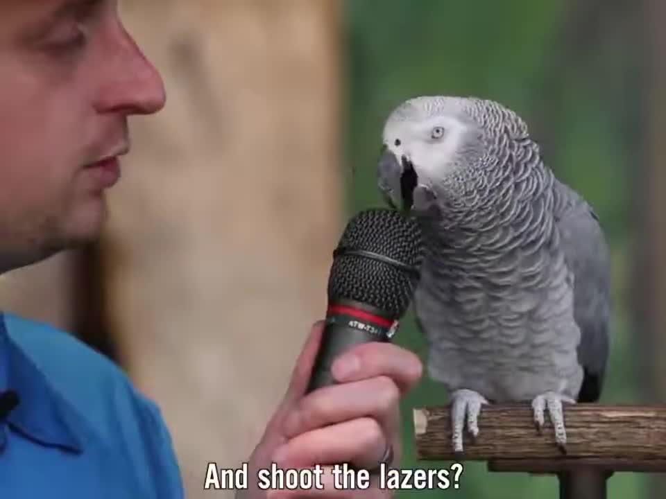Parrot Singing a song//parrot Singing very beautiful song//parrot training academy