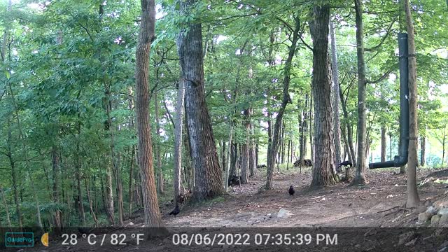 The Woods – 08/07/2022