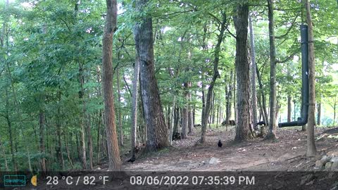 The Woods – 08/07/2022