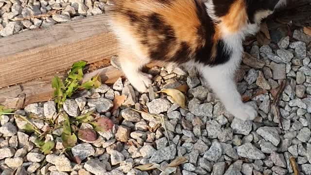 The hungry mother cats and her cubs