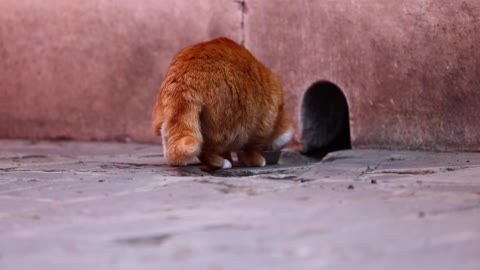 An orange cat cooking with her back to you