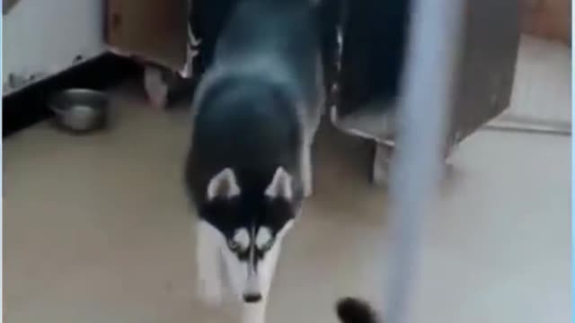CAT AND DOG FUNNY VIDEOS TRY NOT TO LAUGH SHORT | PART 2