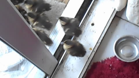 8 DUCKLINGS