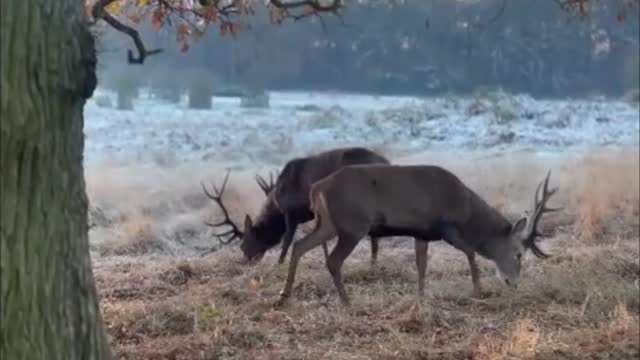 DEER-LIGHTFUL: Heartwarming Photos Of Park Life