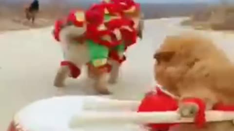 Funny Dog video viral Dance with Music