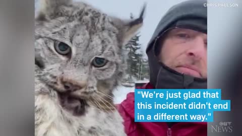 B.C. farmer lectures a lynx after it attacked his chicken coop