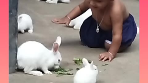 Cute rabbit