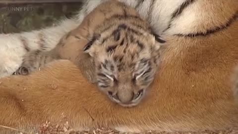 tiger family