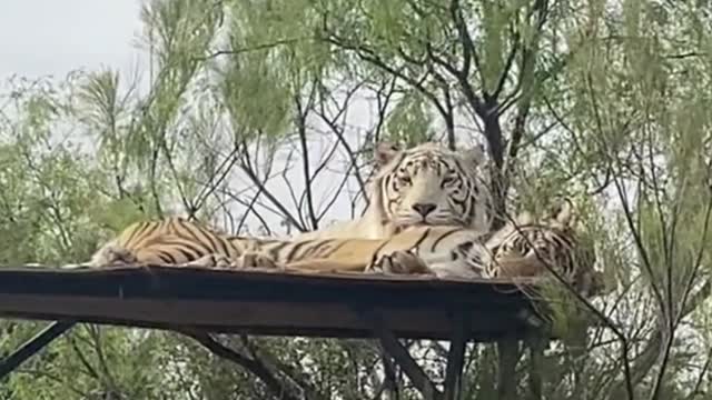 A white tiger and a yellow tiger are resting