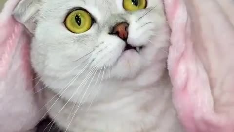 Funny and naughty cat