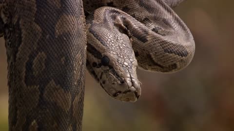 Python and Lion Battle