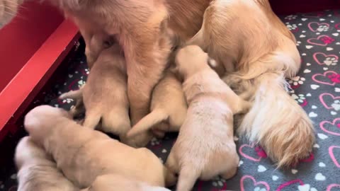 cute baby animals milk time