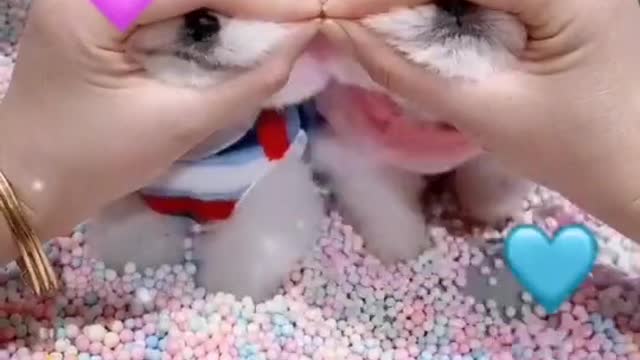 Two cute puppies