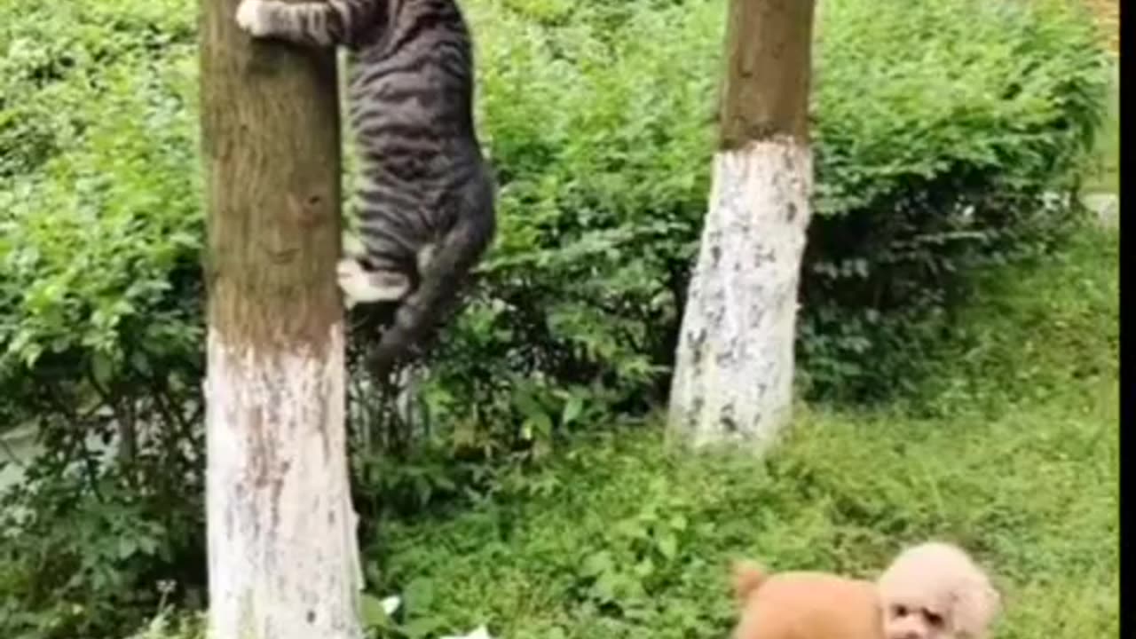 Funny dog🐕 and cat🐈‍⬛