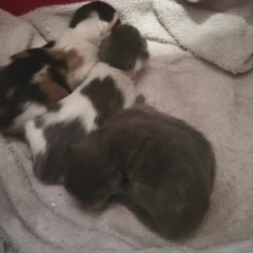 5 day old baby kittens