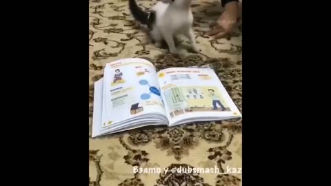 Animal reaction And Respect to Quran.