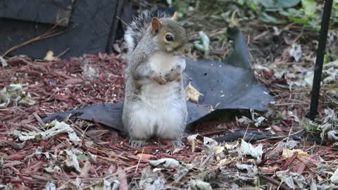 a squirrel searching food on the ground 2021