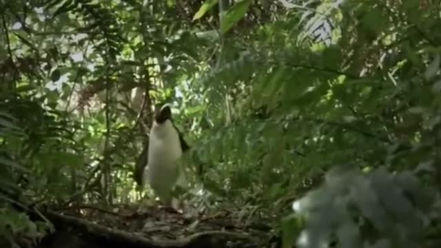 The wolf from penguins of madagascar mispronouncing the word "penguins"