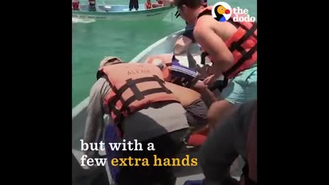 Dolphin JUMPS ON BOAT - The Dodo_Cut