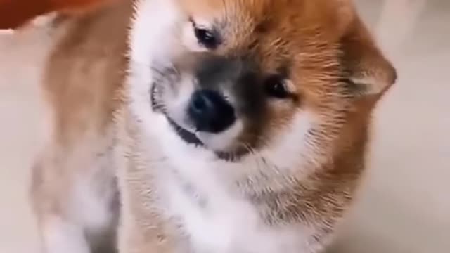 funny_dog_video___part_61__%23shorts_%23dogs(2K)