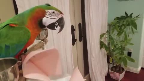 Funny Parrots Going Crazy - Cutest Parrots Compilation-13