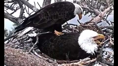 Big Bear Eagles~ Not On My Back!