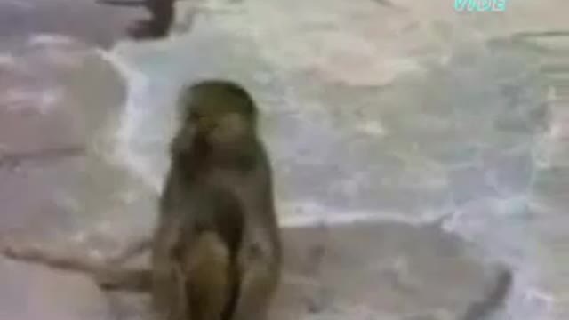 Funny monkey' s video