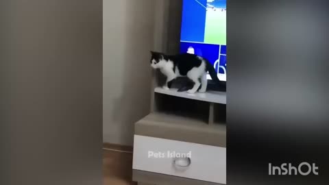 super funny cat