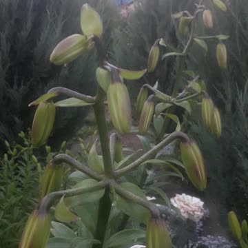 Lily is ready to bloom