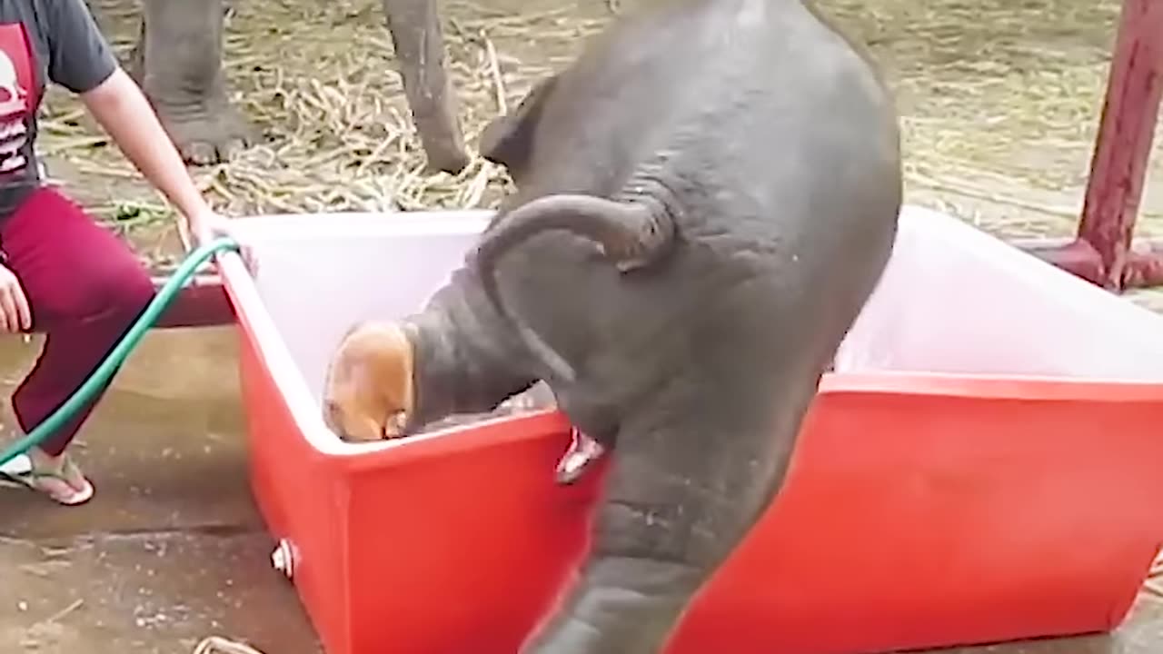 Baby elephant cute acting video